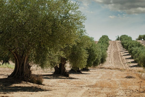 Environment and Sustainability